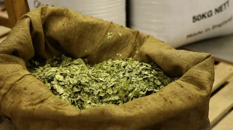 Hops being inspected Stock Footage 21022001