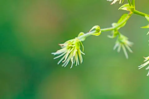 Hops blossom Stock Photos