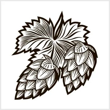 Hops for brewing - vector illustration on white Stock Illustration