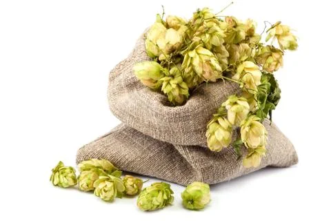 Hops in a canvas sack on white background. Stock Photos
