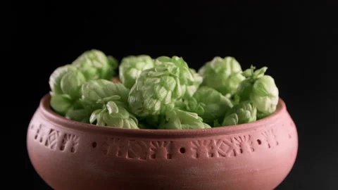 Hops In A Clay Pot Video stock 169936367