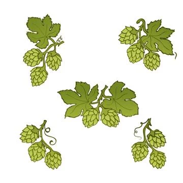 Hops cone hand drawn icon set Stock Illustration