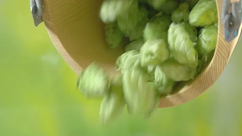 Hops cones falling out from the wooden bucket in 4K slow motion Vídeo Stock 87808713