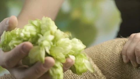 Hops cones in hands in 4K slow motion Video stock 88604578