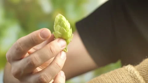 Hops cones in hands in 4K slow motion 60fps Video stock 99854108
