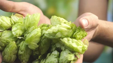 Hops cones in hands in slow motion Vidéo 88095274