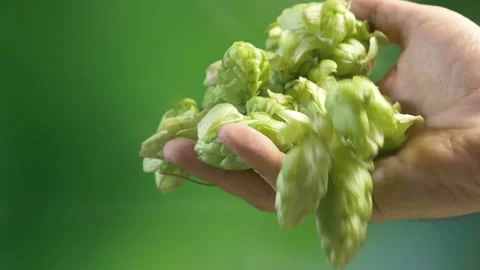 Hops cones in hands in slow motion Stock Footage 88114209