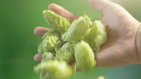 Hops cones in hands in slow motion 180fps Stock Footage 114241411