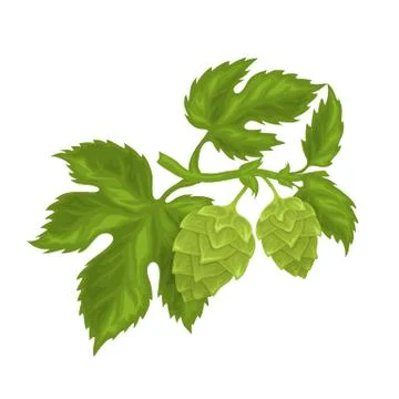Hops cones with leaves Stock Illustration