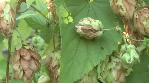 Hops derivative of beer. Stock Footage