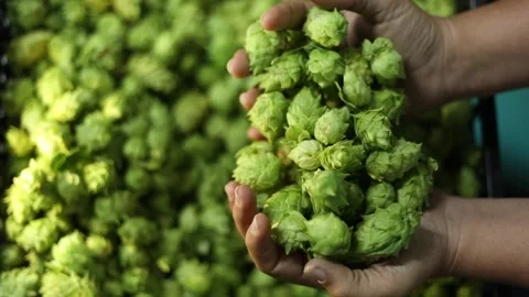 Hops falling down from hand Stock Footage 175154395