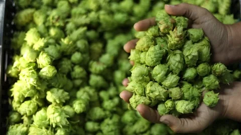Hops falling from hand Stock Footage 175154605