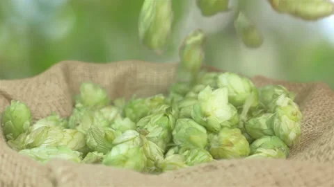 Hops falling into the linen bag in slow motion 180fps Video stock 114237873