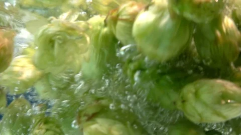Hops falling into water in slow motion 250fps Stock Footage 94427497
