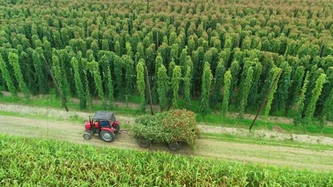 Hops field aerial view. Huge hops ecological plantation during harvesting Stock Footage 161352434