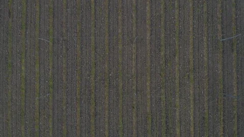 Hops field after harvest Stock Footage 96172079
