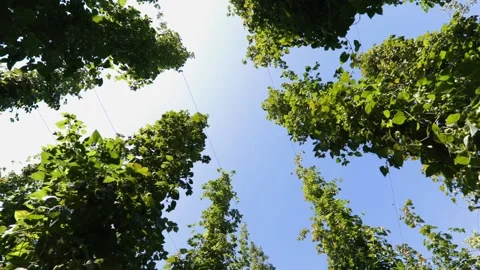 Hops in a field from down below Stock Footage 148648539