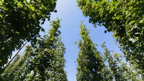 Hops in a field from down below Stock Footage 148648540
