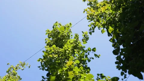 Hops in a Field Stock Footage 148648522
