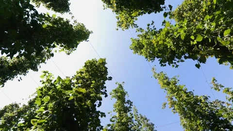 Hops in a field Stock Footage 148648528