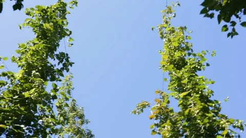 Hops in a field Stock Footage 148648533