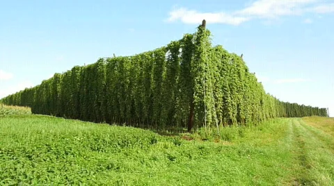Hops field in the wind Video stock 851045