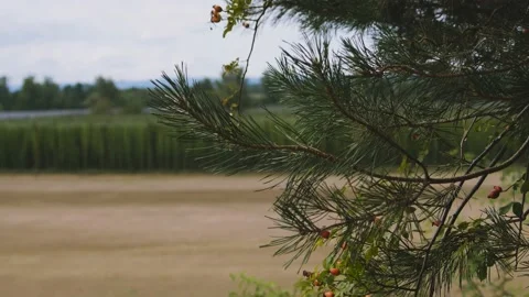 Hops fild, pine tree and dog-rose_01 스톡 동영상 206923065