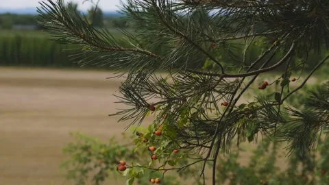 Hops fild, pine tree and dog-rose_02 스톡 동영상 206928057