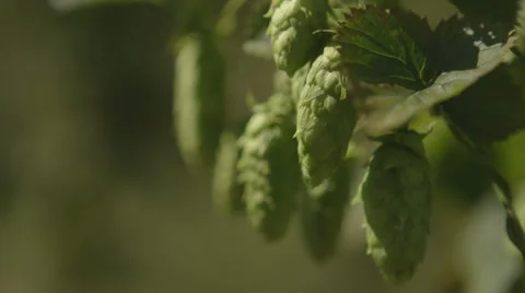 Hops flower Vídeo Stock 37304786