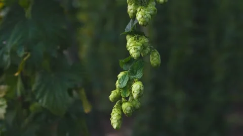 Hops Flowering Plants 스톡 동영상 205375464