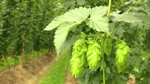 Hops Video stock 21844473