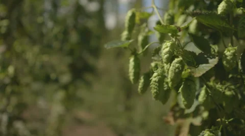 Hops Vídeo Stock 37304861