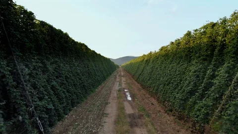 Hops garden which seems endless. Beautiful nature. Beer production is Stock Footage 122952572