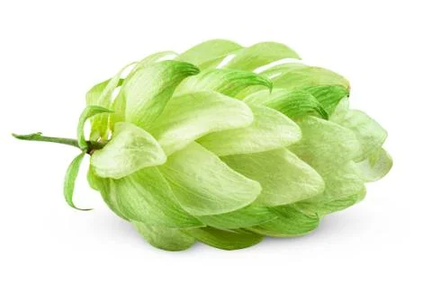 Hops green Stock Photos