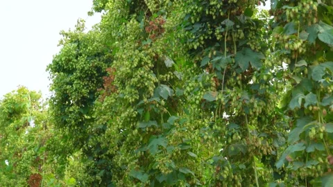 Hops grow on platation. Hops are ingredient for making beer Stockbeeldmateriaal 147628779