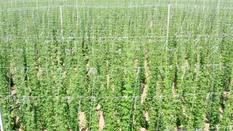 Hops growing on the field Stock Footage 135537777