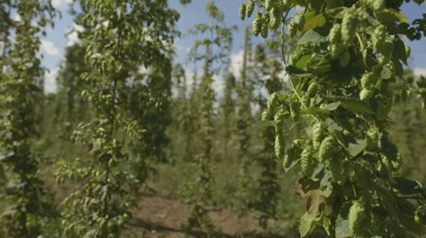 Hops growing Vídeo Stock 37304881