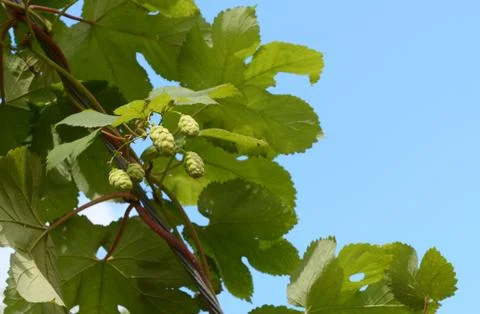 Hops growing on a leafy vine Stock Photos