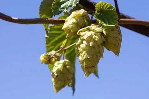 Hops Growing Stock Photos
