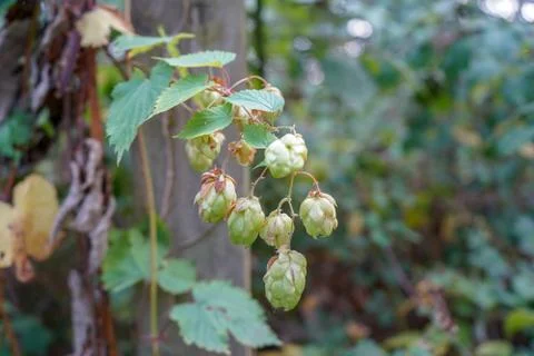 Hops growing on a vine close up 写真素材