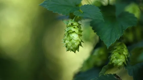 Hops hanging on the plant Stock Footage 148648549