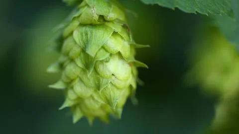Hops hanging on the plant Stock Footage 148648558