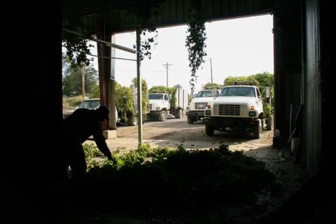 Hops Harvest Stock-Fotos