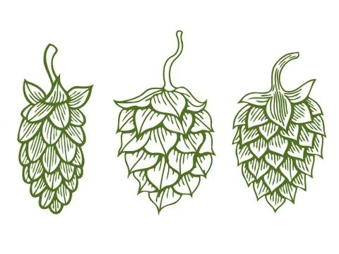 Hops herb plant Illustrazione stock