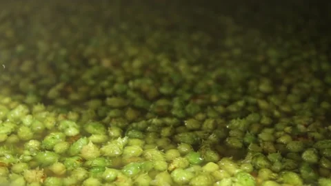 Hops in hot water before beer's process Stock Footage 175154658