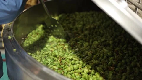 Hops in hot water Stock Footage 175154702