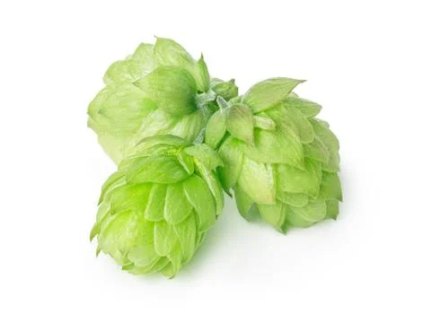 Hops (humulus) Stock Photos