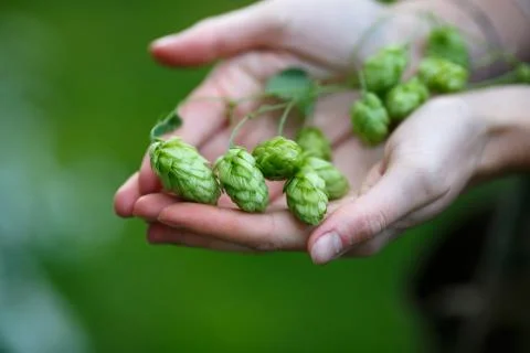 Hops (humulus) Stock Photos
