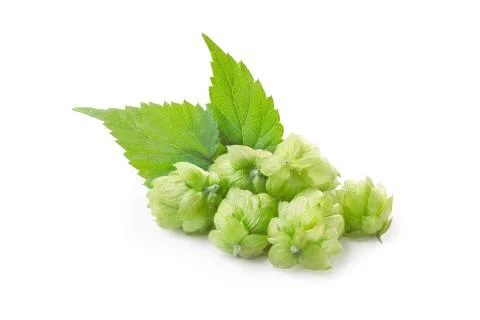 Hops (humulus) Stock Photos