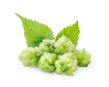 Hops (humulus) Stock Photos